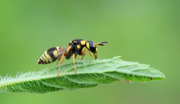 Картинка животные пчелы +осы +шмели оса