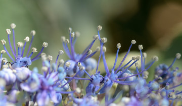 Картинка цветы аллиум+ декоративный+лук макро тычинки лук