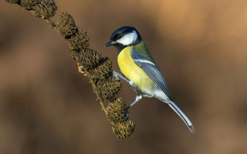 Картинка животные синицы +лазоревки птица синица перья