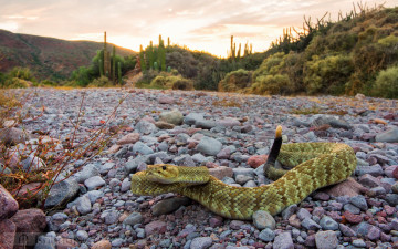 Картинка животные змеи +питоны +кобры гремучка