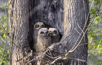 Картинка животные совы трио