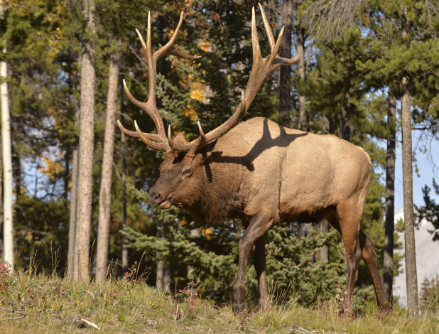 Обои картинки фото животные, олени, рогач