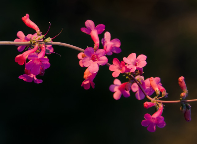 Обои картинки фото цветы, фон, тёмныйю, веточка, макро, розовые