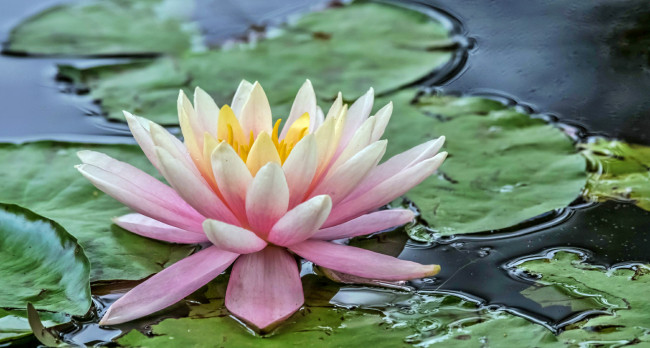 Обои картинки фото water lily, цветы, лилии водяные,  нимфеи,  кувшинки, лилия, пруд