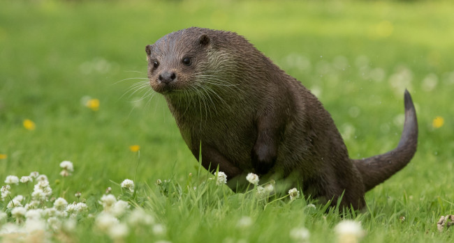 Обои картинки фото животные, выдры,  каланы,  ондатры, выдра