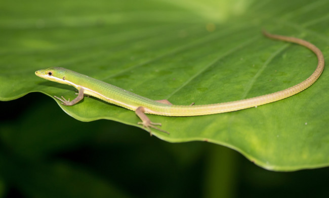 Обои картинки фото животные, Ящерицы,  игуаны,  вараны, ящерица, лист