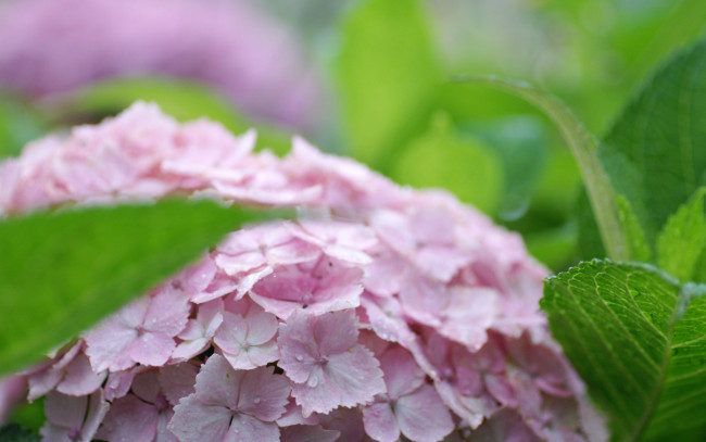 Обои картинки фото цветы, гортензия, листья, розовая, соцветие