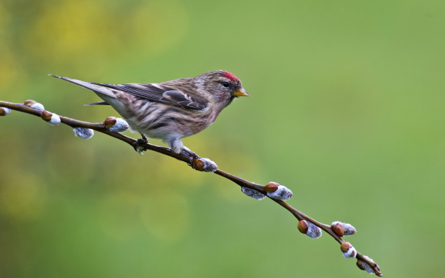 Обои картинки фото животные, Чечётки, птичка, ветка, чечетка