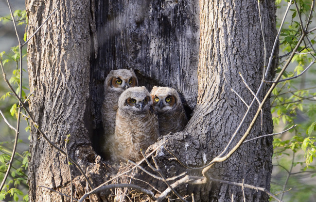 Обои картинки фото животные, совы, трио