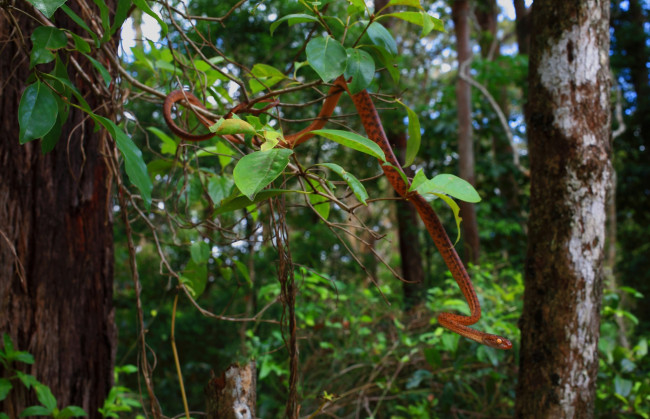 Обои картинки фото животные, змеи,  питоны,  кобры, змея, листья, ветка, лес