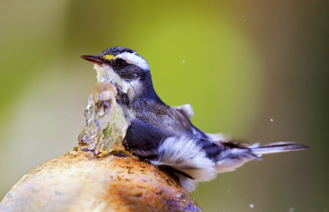 Обои картинки фото животные, птицы, вода, фонтанчик, птица