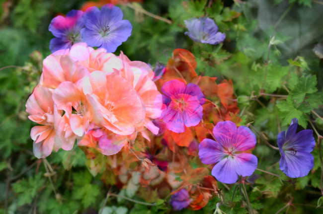 Обои картинки фото цветы, разные вместе, клумба, разные