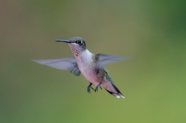 Обои картинки фото животные, колибри, фон, полёт, птичка