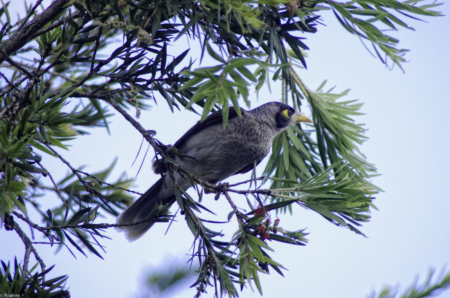 Обои картинки фото животные, птицы, ветки, листья, птица