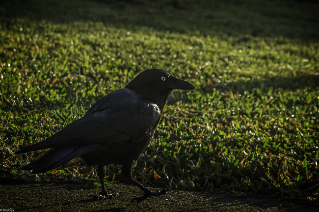 Обои картинки фото животные, вороны,  грачи,  галки, трава, роса, утро, ворона