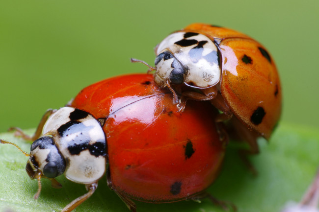 Обои картинки фото животные, божьи коровки, насекомые, макро, лист, божьи, кровки