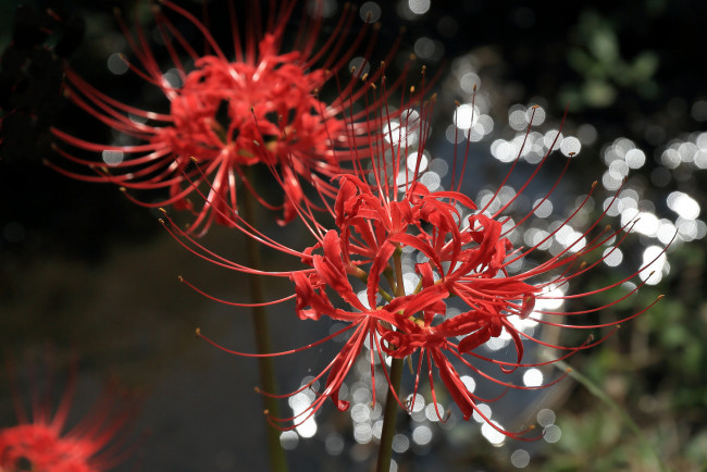 Обои картинки фото цветы, лилии,  лилейники, боке, тычинки