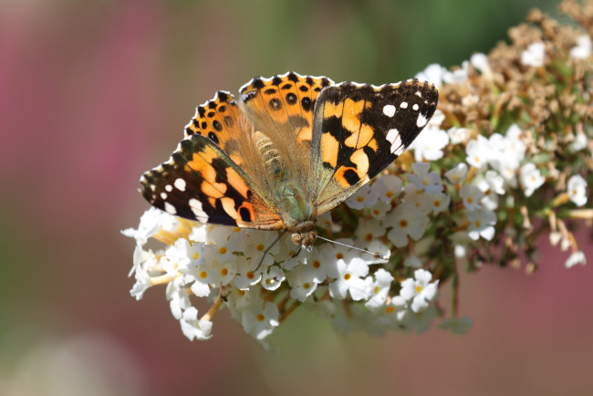 Обои картинки фото животные, бабочки,  мотыльки,  моли, бабочка, цветы, фон