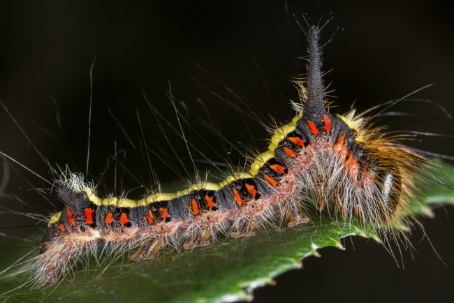 Обои картинки фото животные, гусеницы, гусеница, насекомое, утро, зелёный, фон, травинка, макро