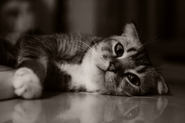 Обои картинки фото животные, коты, кошка, kitty, kitten, cute, милый, cat, котенок