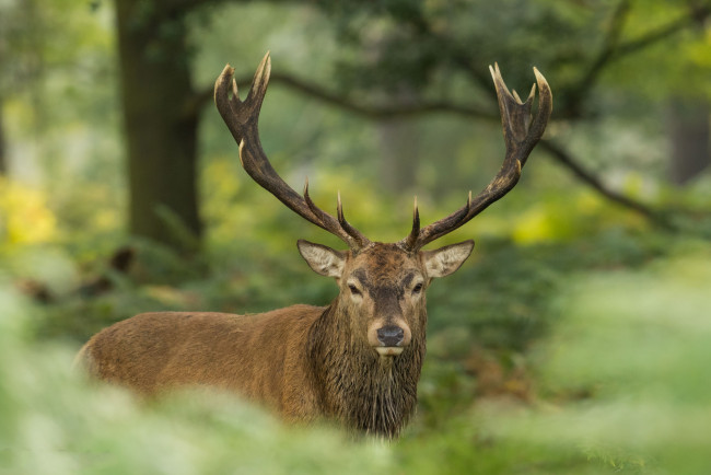 Обои картинки фото животные, олени, рогач