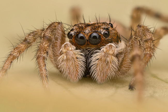 Обои картинки фото животные, пауки, паучок