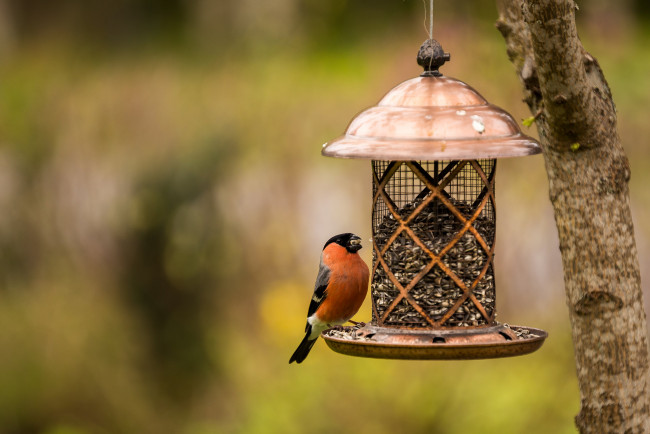 Обои картинки фото животные, снегири, снегирь