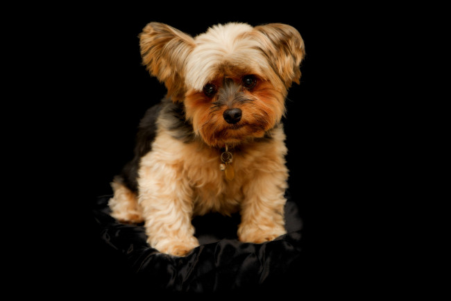 Обои картинки фото животные, собаки, песик