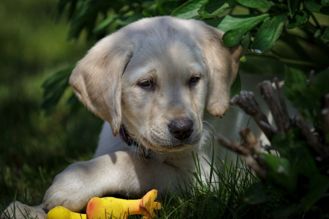 Обои картинки фото животные, собаки, песик