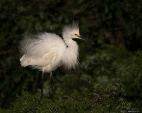 Картинка животные цапли +выпи цапля