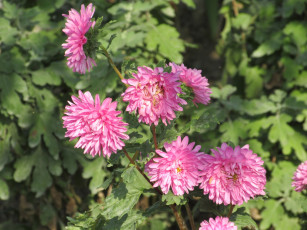 Картинка цветы астры