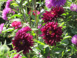 Картинка цветы астры