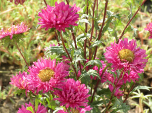 Картинка цветы астры