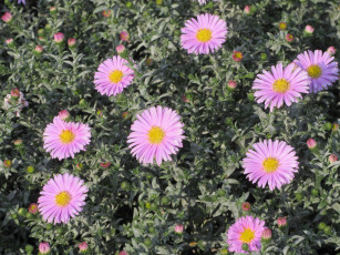 Картинка цветы астры розовые