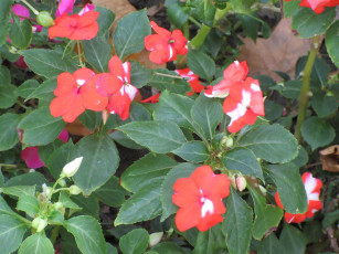 Картинка цветы бальзамины красные
