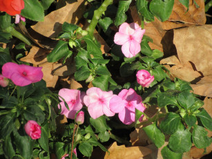 Картинка цветы бальзамины розовые