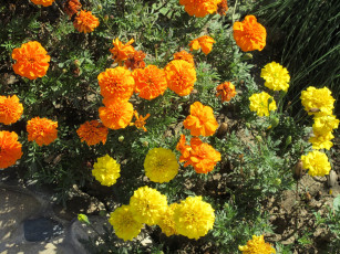 Картинка цветы бархатцы