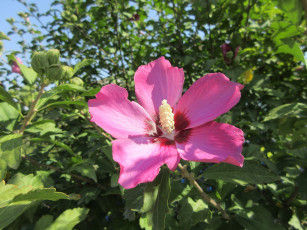 Картинка цветы гибискусы розовый