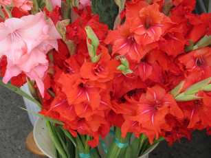 Картинка цветы гладиолусы