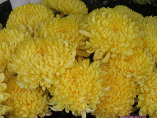 Картинка цветы хризантемы жёлтые