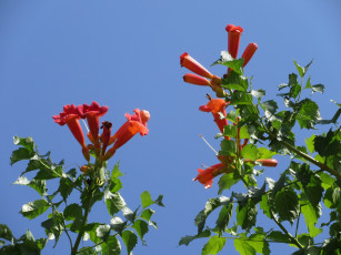 обоя цветы, кампсис , текома