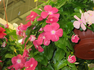 Картинка цветы катарантусы розовые