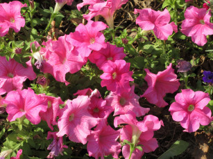 Картинка цветы петунии +калибрахоа