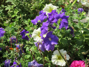 Картинка цветы петунии +калибрахоа