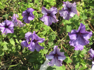 Картинка цветы петунии +калибрахоа