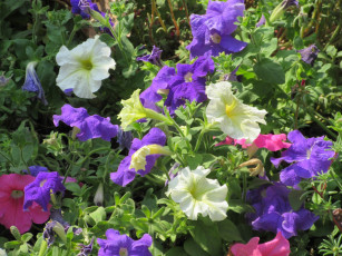 Картинка цветы петунии +калибрахоа
