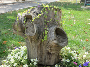 Картинка цветы петунии +калибрахоа пень