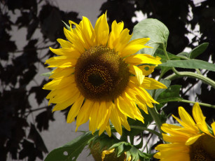 Картинка цветы подсолнухи