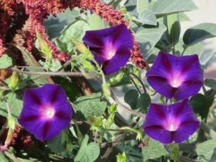 Картинка цветы вьюнки +ипомеи