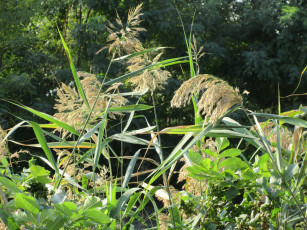 Картинка природа реки озера камыш